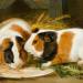 Double Portrait of Henrietta Ward's Pet Guinea Pig